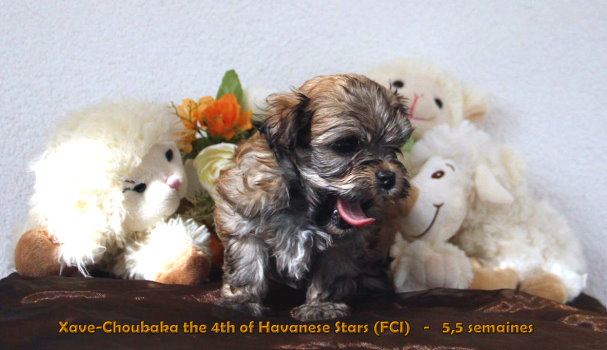 puppy male havanese Havaneserwelpe Rde chiot bichon havanais mle of Havanese Stars