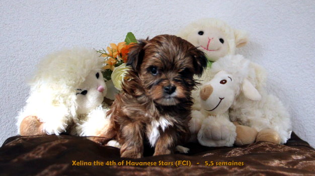 chiot puppy Welpe Havanese Havaneser bichon havanais