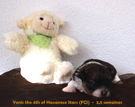havanese puppy Havaneserhndin Welpe Havanese Stars (FCI)