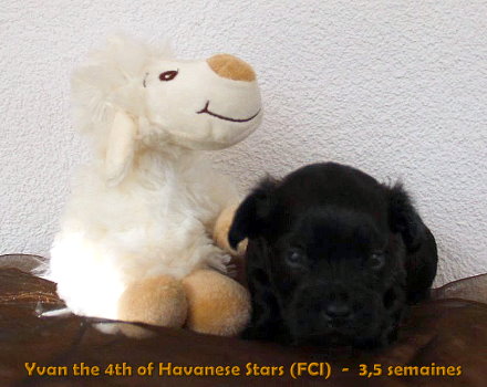 havanese puppy Havaneserwelpe  chiots bichons Havanais Havanese Stars Switzerland FCI