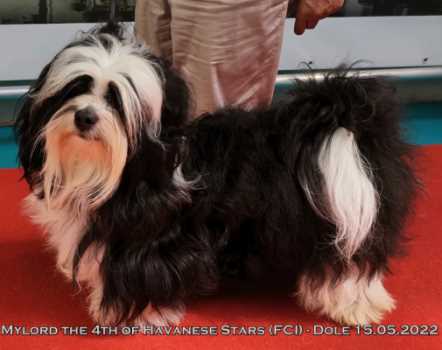 Mylord the 4th of Havanese Stars (FCI)