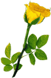 rose jaune.gif (2539 octets)