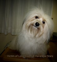 Victim of Love Vivien at Havanese Stars Bichon havanais Deckrde