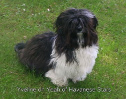 Yveline oh Yeah of Havanese Stars - 10 mois