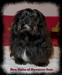 Xtra Xjpho of Havanese Stars - mle confirm pour l'levage