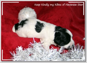 chiot bichon havanais - Havaneserwelpe - Havanese puppy Havanese Stars
