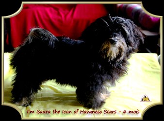 Bichon Havanais I'm Isaura the Icon of Havanese Stars - Marguerite Seeberger