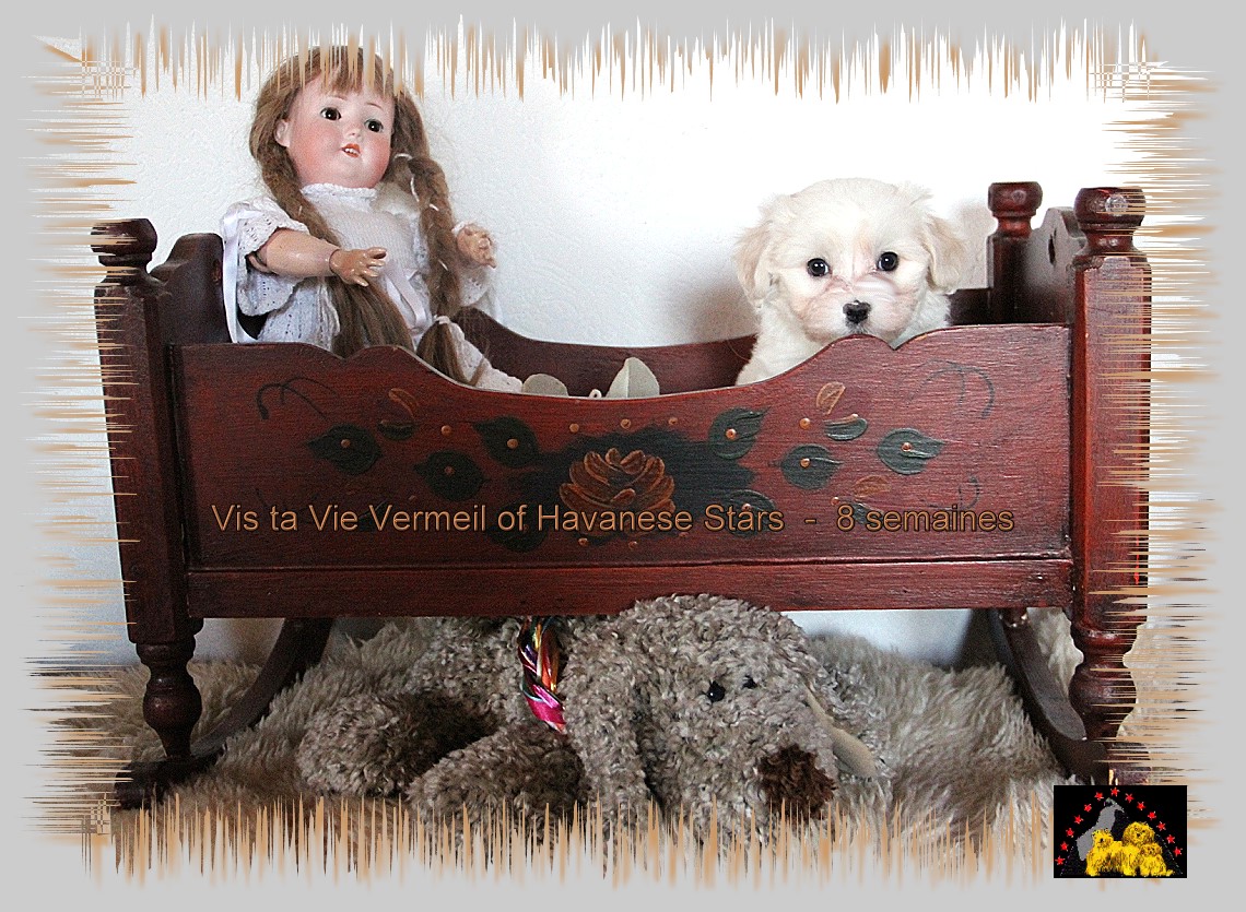 havanese ta zu1dnouveau htm havanese fci havaneser welpen chiots havanais puppies havanese ta zu1dnouveau htm havanese fci havaneser welpen chiots havanais puppies