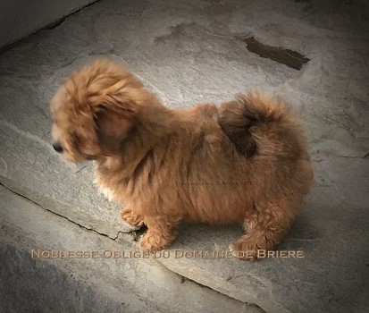 Havanese puppy red with charbon marks Seeberger Marguerite
