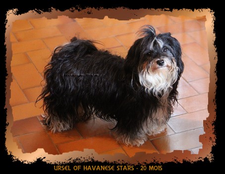 bichon havanais black and silver Ursel of Havanese Stars - Marguerite Seeberger