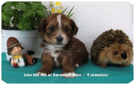 chiot fauve bichon havanais tricolor puppy Havanese Havaneser Welpe Seeberger Marguerite