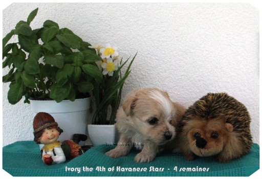 chiots bichons havanais Havaneser Welpe puppies Havanese Havanese Stars