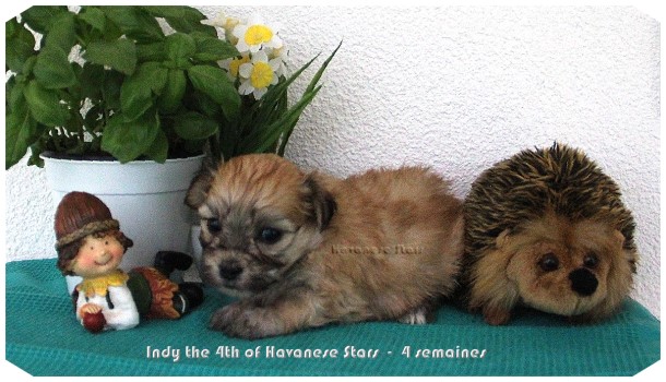 Havanese puppies Havaneser Welpe chiots bichons havanais Havanese Stars