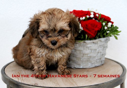 Havanese puppy Havanese Stars Marguerite Seeberger