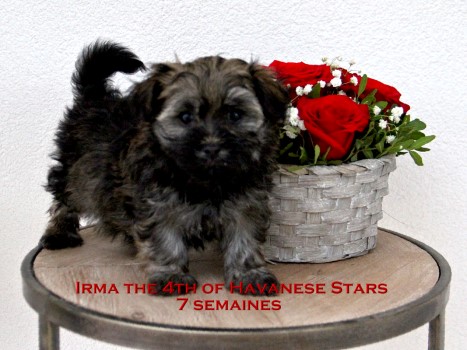 Havanese puppy chiots bichon havanais Havanese Stars Marguerite Seeberger