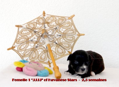 bichon havanais Havanese Havaneser Welpe puppy Havanese Stars (FCI) Marguerite Seeberger