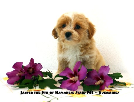 chiot bichon havanais Jasper the 4th of Havanese Stars Marguerite Seeberger