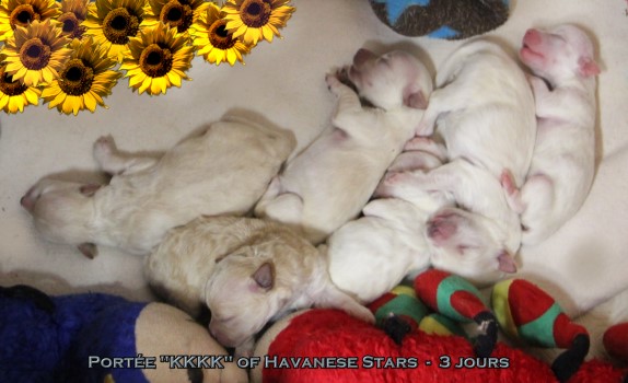 Havanese Stars Marguerite Seeberger FCI puppies Welpen chiots bichons havanais