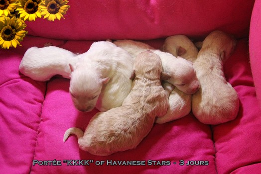 bichons havanais puppies Welpen of Havanese Stars Marguerite Seeberger