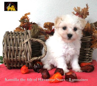 puppy havanese female of Havanese Stars Marguerite Seeberger