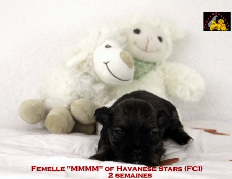 chiot bichon havanais of Havanese Stars (FCI) Marguerite Seeberger Switzerland