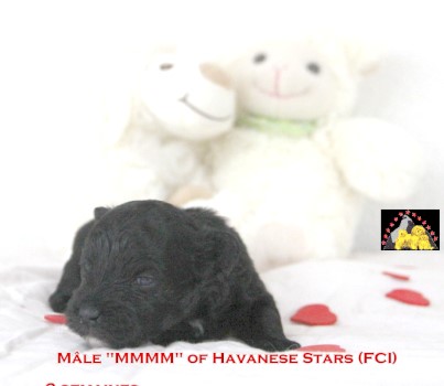 puppy Havanese of Havanese Stars Marguerite Seeberger Switzerland