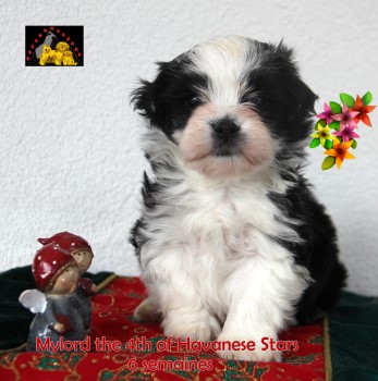 puppy male bicolor blanc noir Havanese Stars Marguerite Seeberger Switzerland