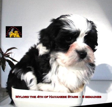 havaneser welpen bichons havanais chiots Havanese Stars puppies