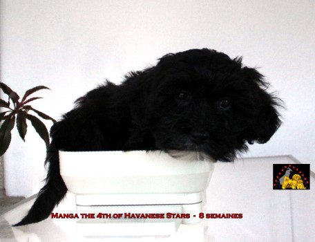 chiots bichon havanais Havaneser welpe puppy havanese Marguerite Seeberger