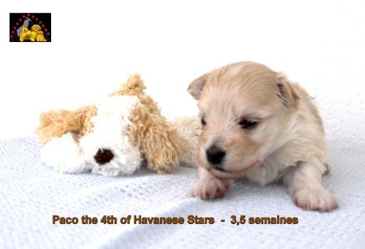 havanese puppies fawn of Havanese Stars Marguerite Seeberger Switzerland