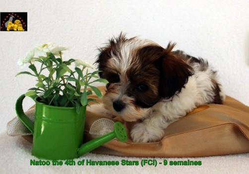 Havanese Stars FCI Havanese breeder Marguerite Seeberger