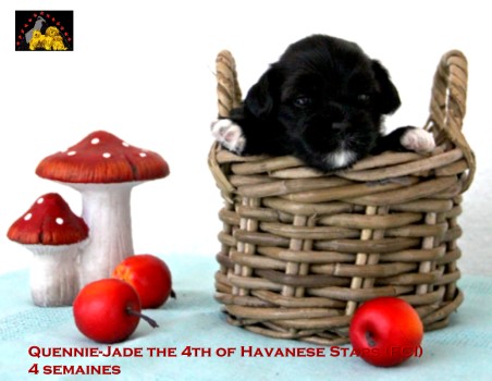 Havanese puppies of Havanese stars - Marguerite Seeberger FCI
