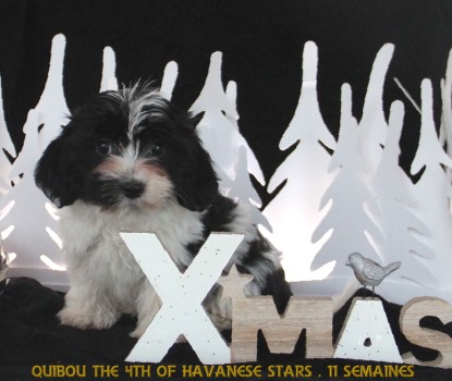 Quibou the 4th of Havanese Stars Marguerite Seeberger Switzerland