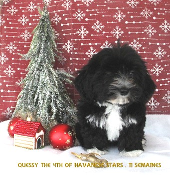 Quessy the 4th of Havanese Stars Marguerite Seeberger Switzerland