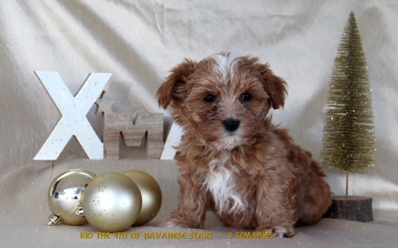 Havanese puppy fawn of Havanese Stars Marguerite Seeberger