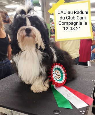Mylord the 4th of Havanese Stars (FCI)  Marguerite Seeberger
