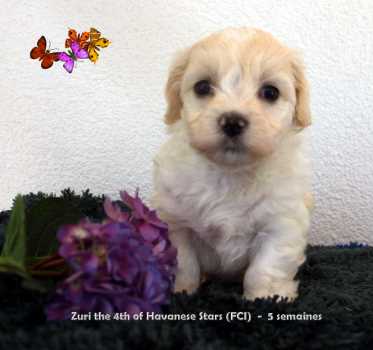 havanese puppy male light fawn Marguerite Seeberger Havanese Stars (FCI)