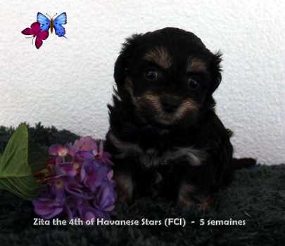 Havanese puppy black and tan female of Havanese Stars (FCI)