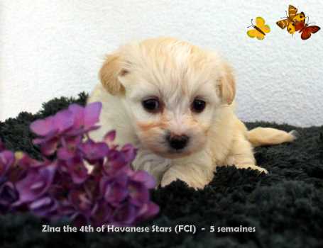 Havanese puppy female of Havanese Stars (FCI) Marguerite Seeberger Switzerland