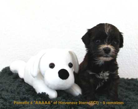 havanese puppy of Havanese Stars M. Seeberger Switzerland
