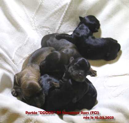 puppies havanese Stars fawn black  Havaneser bichon havanais