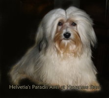 Helvetia's Paradis Axel at Havanese Stars