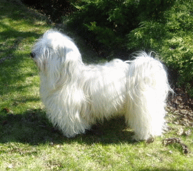 CH Bambou Havanese Stars in the Valais