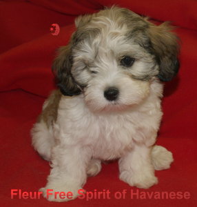 Fleur Free Spirit of Havanese bichon havanais