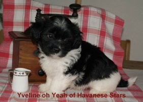 chiot bichon Havanais Yveline of Havanese Stars Havaneser
