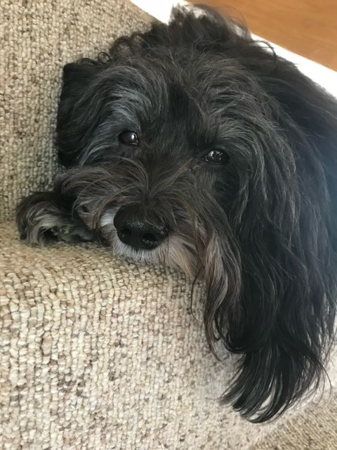 Havaneserrde Xtra Xen of Havanese Stars (FCI)