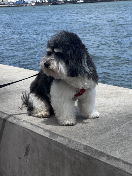 Up Side Down Urko of Havanese Stars (FCI)