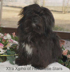 Xtra Xjpho of Havanese Stars - 8 mois