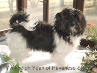 Yveline Havanese Stars  - 7 mois