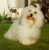 bichon havanais